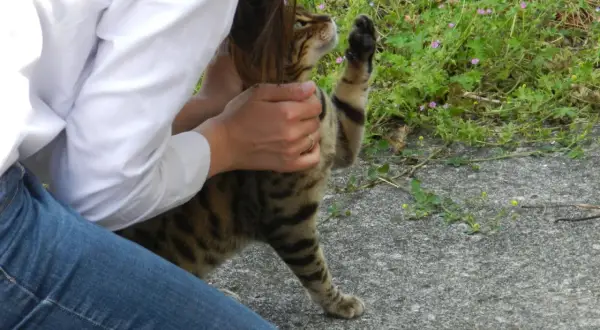 Une personne en jean et chemise blanche caresse un chat tigré. La patte du chat est levée, comme pour demander plus d'attention. Une belle illustration de comment apprivoiser un chat.