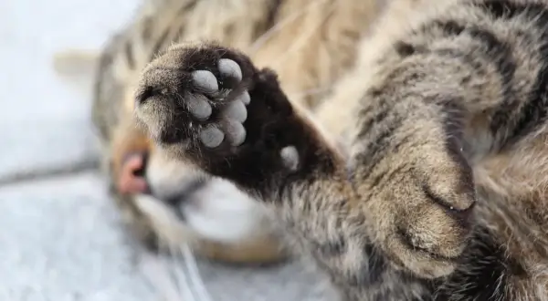 Mon chat tigré, couché sur le dos, s'amuse à tirer sur ses griffes avec ses dents. Sa patte est levée, prête à jouer.