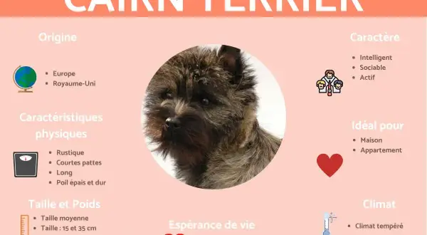 Portrait d'un Cairn Terrier, chien au caractère intelligent, sociable et actif, originaire d'Europe.