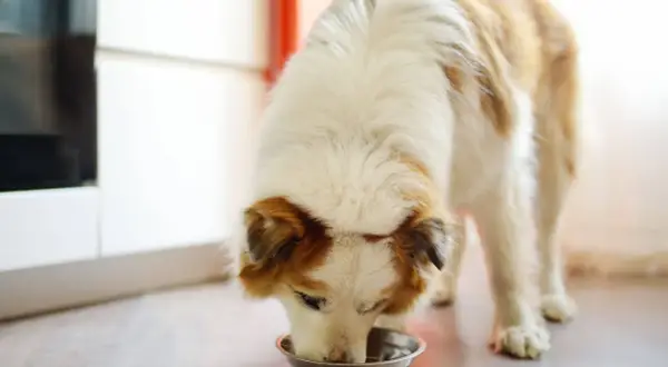 Un chien mange dans sa gamelle. Il a l'air affamé, mon chien mange trop vite !