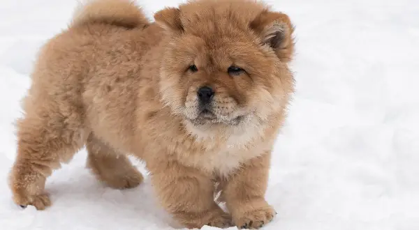 Un adorable chiot chow chow, tout doux, découvre la neige avec curiosité.
