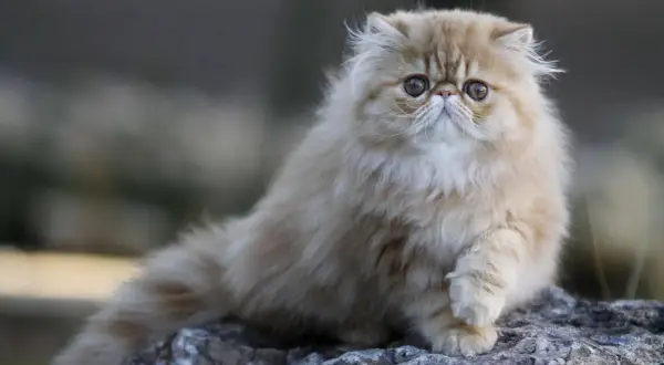 Un adorable chat nez écrasé, au pelage long et soyeux, pose sur des rochers.