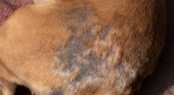 Gale du chien : zones de peau irritée et dépigmentée sur le flanc d'un chien brun.
