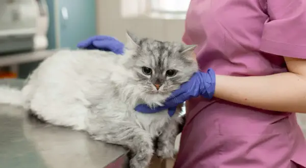 Un chat gris aux yeux tristes est examiné par un vétérinaire. Le test FIV chat est une étape importante pour sa santé.