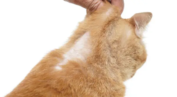 Main d'une personne examinant le pelage du chat qui sent mauvais, révélant des zones sans poils sur le cou.