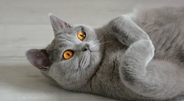 Un chat British Shorthair aux yeux orange vif, couché sur le dos. Il semble se remettre d'une maladie, mais son regard est plein de vie.