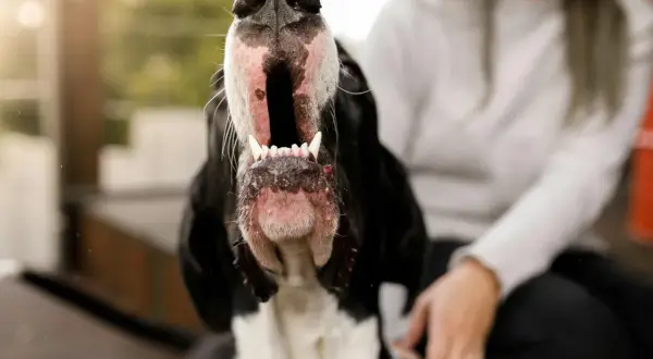 Gros plan sur un chien qui aboie, gueule ouverte, dents visibles. Une personne est assise à côté.