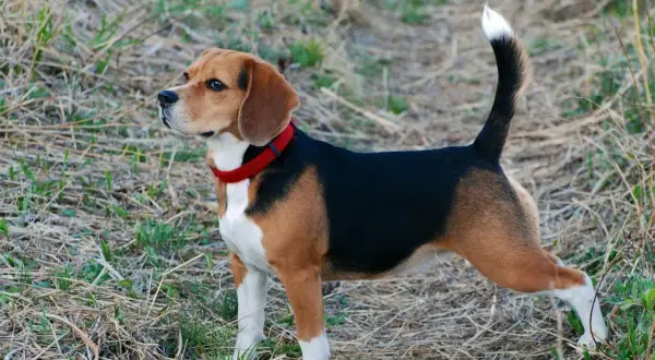 Beagle tricolore avec un collier rouge, curieux de savoir à quel âge un beagle se calme.
