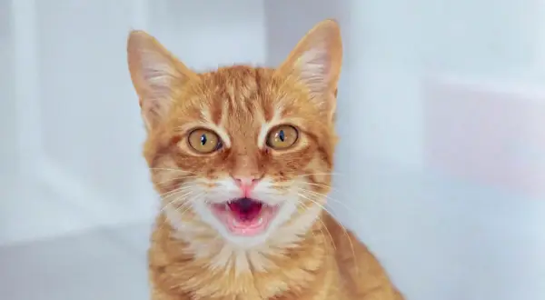 Un chat roux aux grands yeux ouverts, la bouche entrouverte, semble respirer vite. Son ventre est visible, suggérant peut-être de l'excitation ou de la chaleur.