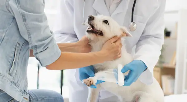 Un vétérinaire bandage la patte d'un chien blanc, surveillant le temps de consolidation de sa fracture.