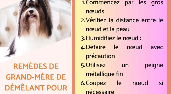 Un joli chien avec un nœud dans les cheveux. La page propose des remèdes de grand-mère pour démêler le poil du chien, comme une recette de grand-mère répulsif chien.