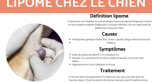 Gros plan sur une petite boule de graisse sous la peau d'un chien, examinée par des mains gantées.