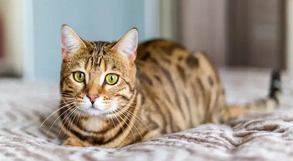 Un chat Bengal aux yeux verts, au pelage tacheté, se repose sur un plaid. Il semble réfléchir à quel âge un chat ne joue plus.