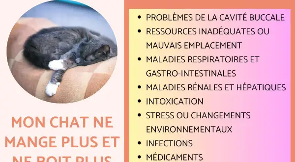 Chat gris endormi. Causes de perte d'appétit : maladies rénales, etc. pour stimuler appétit chat insuffisance rénale.