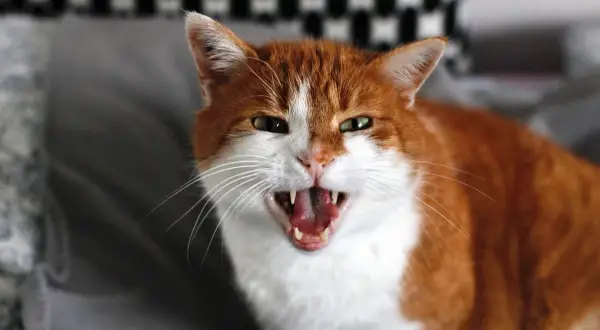 Gros plan sur un chat roux et blanc avec la gueule ouverte, montrant ses crocs. On dirait qu'il est en train de grogner.