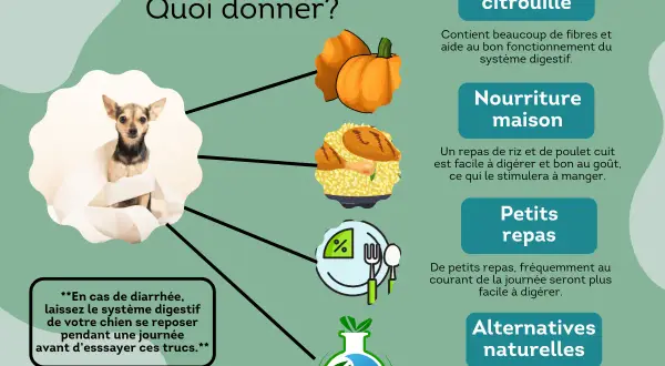 Conseils pour la diarrhée chez le chien : purée de citrouille, riz et poulet, petits repas et alternatives naturelles.