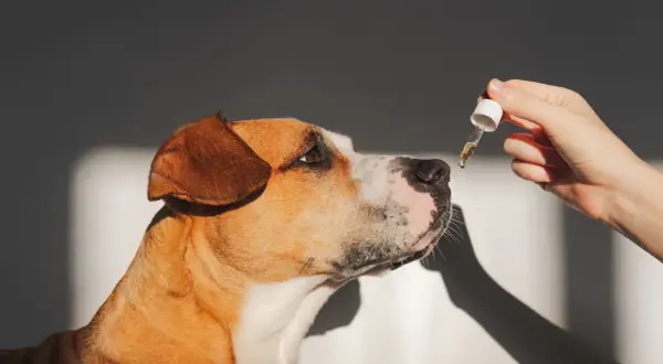 Un chien renifle une goutte d'huile de saumon. Avis sur l'huile de saumon pour chien.