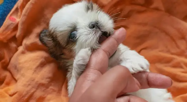 Un adorable chiot Shih Tzu mordille un doigt, un comportement typique des chiots jusqu'à environ 6 mois.