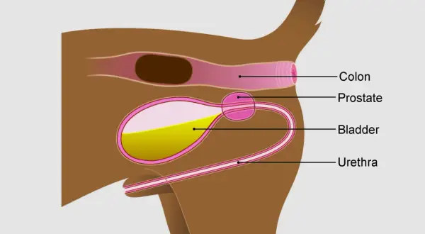 Schéma anatomique du chien montrant la prostate, la vessie, l'urètre et le côlon. L'hyperplasie de la prostate chez le chien est une condition courante.