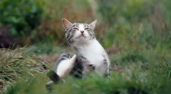 Un chat tigré se gratte dans l'herbe, peut-être pour soulager une démangeaison liée aux maladies transmises par les chats.
