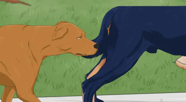 Un chien brun renifle l'arrière d'un chien bleu. Le chien bleu semble un peu surpris par cette saillie chien inexpérimenté.