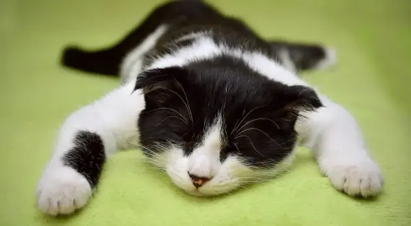 Un chaton noir et blanc, tout mou, dort profondément sur un fond vert. Il faut dire que mon chat dort beaucoup !