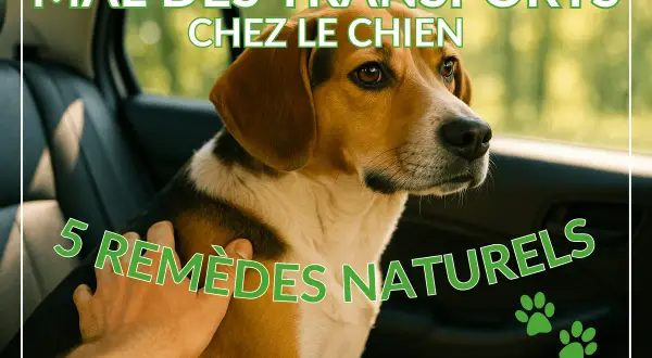 Un chien malade en voiture, le regard un peu perdu, reçoit une caresse réconfortante. L'image suggère des remèdes naturels pour le mal des transports canin.
