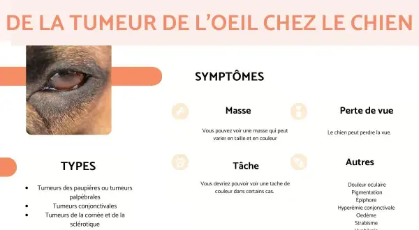 Gros plan sur l'œil d'un chien, présentant des symptômes de mélanome oeil chien, tels que masse ou tâche.