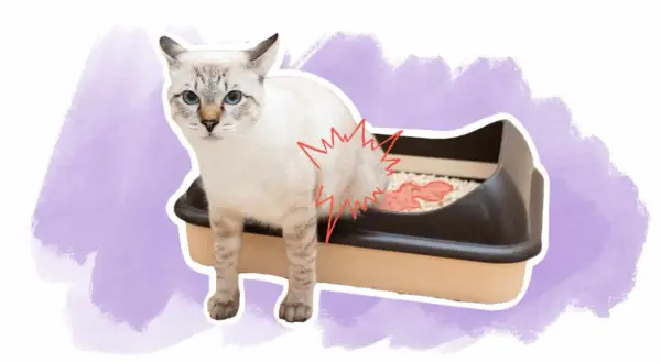 Un chat blanc aux yeux bleus semble souffrir près de sa litière, suggérant une possible infection urinaire.