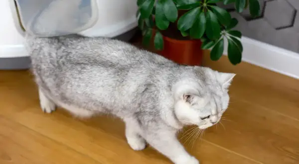 Un chat gris se dirige vers sa litière. Espérons qu'il n'y ait pas de litiere chat odeur désagréable !