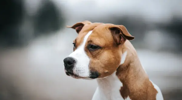 Un American Staffordshire Terrier, une race de chien de taille petite à moyenne, au pelage brun et blanc, regarde pensivement au loin.
