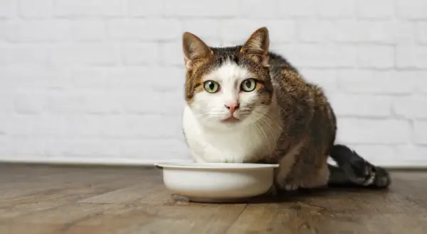 Un chat tigré et blanc aux yeux verts regarde fixement une gamelle vide. Mon chat stérilisé a toujours faim, même après avoir mangé.