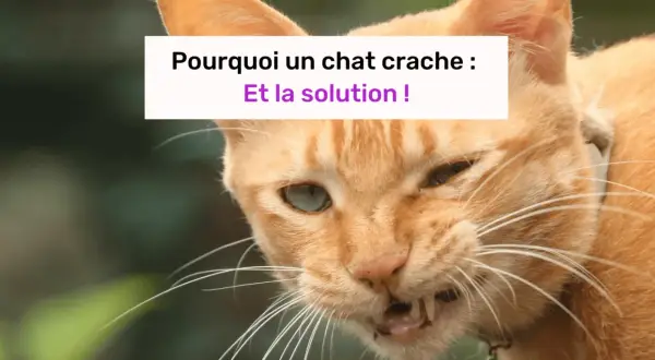 Un chat roux aux yeux verts, visiblement contrarié, semble prêt à cracher. Le texte indique "Pourquoi un chat crache : Et la solution !".