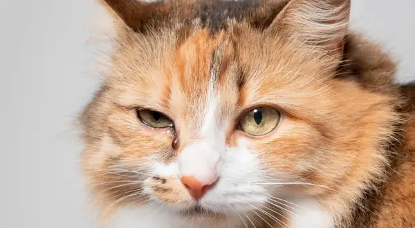 Gros plan sur un chat tigré aux yeux verts, l'un d'eux semble irrité, peut-être une conjonctivite chat.