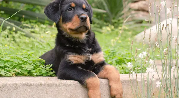Un adorable chiot rottweiler royal, au regard curieux, se repose sur un muret entouré de verdure et de fleurs sauvages.