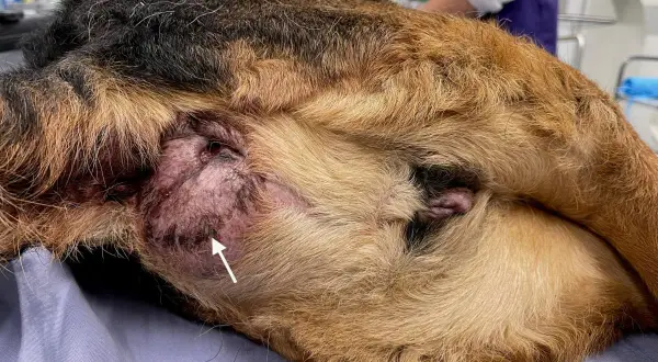 Gros plan sur un chien, montrant une tumeur anale. La zone est enflammée et présente des marques sombres.