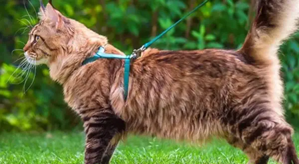 Un chat Maine Coon brun, explorant l'herbe verte, porte un harnais bleu turquoise. Quel harnais pour chat est parfait pour les aventures en plein air !