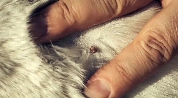 Gros plan d'une tique sur le pelage blanc d'un chien, examinée par des doigts humains.