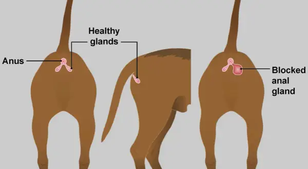 Illustration montrant les glandes anales d'un chien. Une glande est saine, l'autre est bloquée, signe possible de stress chez le chien.