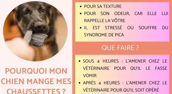 Un chien mâchouille une chaussette grise. Mon chien a mangé une chaussette, il faut l'emmener chez le vétérinaire.