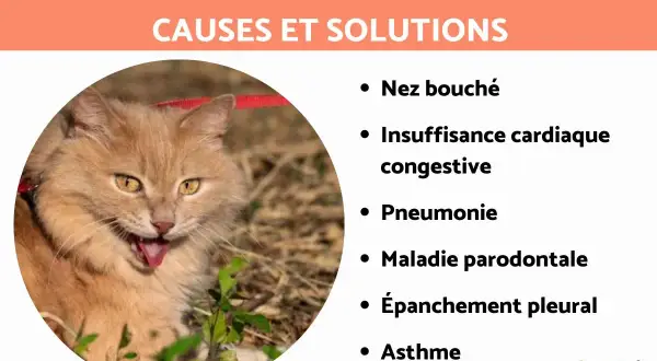Un chat roux aux yeux jaunes semble avoir du mal à respirer. La liste des causes et solutions pour comment soulager un chat qui a du mal à respirer inclut nez bouché, insuffisance cardiaque, pneumonie, etc.