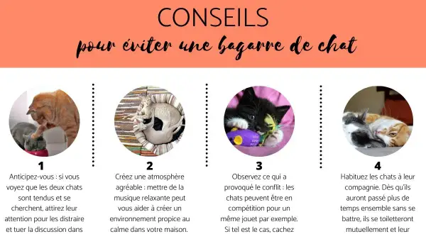 Conseils pour éviter une bagarre de chat : 4 astuces illustrées avec des chats, dont un nouveau chat à la maison.