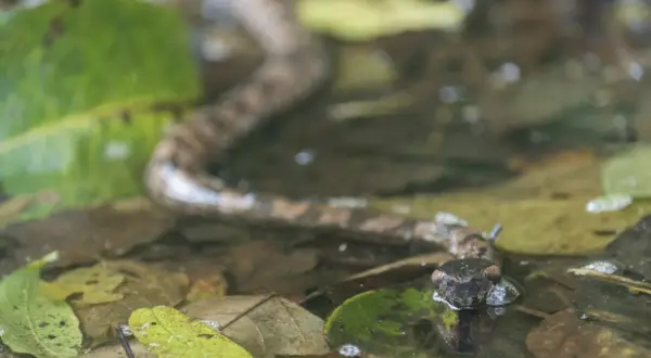Tête de vipère émergeant de l'eau parmi les feuilles mortes, un danger potentiel pour un chien.