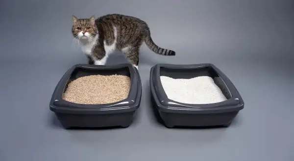 Un chat observe deux bacs à litière, l'un avec une litière sableuse, l'autre avec une litière blanche. Quelle litière choisir pour votre félin ?