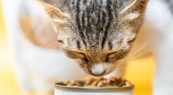 Un chat tigré savoure ses croquettes. Le choix des croquettes chat est important pour sa santé.
