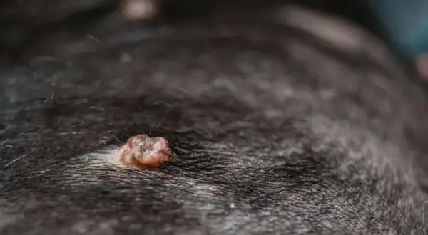 Gros plan sur des verrues sur la peau d'un chien. Ces photos de verrues de chien montrent des excroissances cutanées.