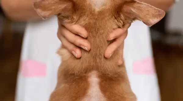 Un chien roux présente une perte de poils sur la tête et le cou, sans signe de démangeaison. Un vétérinaire examine le pelage.