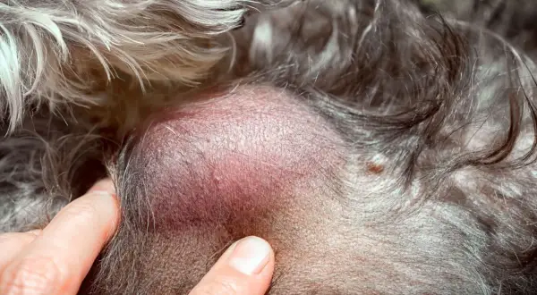 Gros plan sur un lipome sous la peau d'un chat, une masse bénigne.