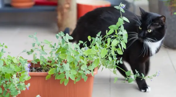 Un chat noir et blanc renifle avec curiosité une plante d'herbe à chat en pot.