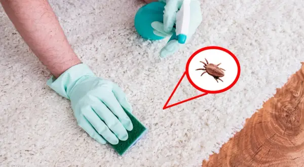 Gants bleus nettoyant un tapis blanc, avec une loupe montrant des puces dans la maison.